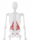 Modello di scheletro umano con muscolo addominale Transversus dettagliato, illustrazione del computer . — Foto stock