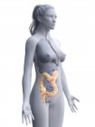 Жіночий силует з видимим великим кишечником, цифрова ілюстрація . — стокове фото