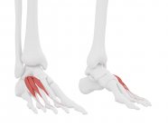 Menschliches Skelett mit detailliertem rotem Extender digitorum brevis Muskel, digitale Illustration. — Stockfoto