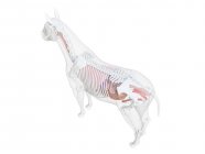 Кінь анатомія і скелет системи, комп'ютерна ілюстрація . — стокове фото