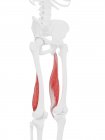 Human skeleton with red colored Semimembranosus muscle, digital illustration. — Stock Photo
