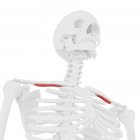 Esqueleto humano con músculo subclavio de color rojo, ilustración digital . - foto de stock