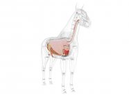 Anatomia do cavalo com órgãos internos visíveis sobre fundo branco, ilustração do computador . — Fotografia de Stock