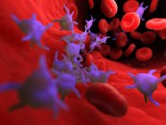Активные тромбоциты в крови человека с эритроцитами и лейкоцитами, компьютерная иллюстрация
. — стоковое фото