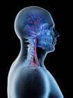 Blood vessels of human head and neck, digital illustration. — Stock Photo