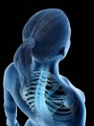 Anatomía y esqueleto de la espalda femenina, ilustración por computadora . - foto de stock