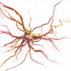 Помаранчева нервова клітина на білому тлі, цифрова ілюстрація . — стокове фото