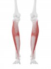 Menschliches Skelett mit rot gefärbtem Soleus-Muskel, digitale Illustration. — Stockfoto