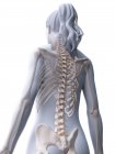 Esqueleto femenino en silueta de cuerpo transparente, ilustración digital
. - foto de stock