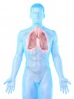 Poumons dans l'anatomie du corps masculin, illustration par ordinateur . — Photo de stock