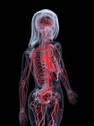 Cuerpo femenino con sistema vascular visible, ilustración por ordenador . - foto de stock