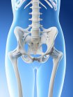Anatomia del bacino femminile e sistema scheletrico, illustrazione al computer . — Foto stock