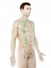 Анатомическая мужская модель с лимфатической системой, цифровая иллюстрация . — стоковое фото