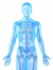Männliches Skelett in transparenter Körpersilhouette, Computerillustration. — Stockfoto