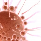 Befruchtung der Eizelle mit Spermatozoen, digitale Illustration. — Stockfoto