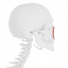 Menschlicher Schädel mit detaillierten roten Levator-Schamlippen Superioris alaeque nasi Muskel, digitale Illustration. — Stockfoto