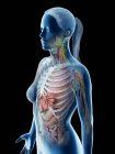 Anatomía del cuerpo superior femenino y órganos internos, ilustración por computadora . - foto de stock