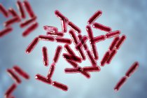 Bacillus clausii bacterias aerobias gram-positivas en forma de barra probiótica de color rojo que restauran la microflora del intestino . - foto de stock