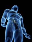 Cuerpo masculino abstracto con sistema linfático visible, ilustración digital . - foto de stock