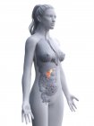 Підшлункова залоза в жіночому тілі, анатомічна ілюстрація. — стокове фото