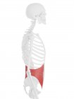 Esqueleto humano com vermelho detalhado Músculo oblíquo interno, ilustração digital . — Fotografia de Stock