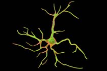 Астроцити гліальні нервові клітини, цифрова ілюстрація. — стокове фото