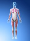 Modello del corpo umano che mostra l'anatomia femminile con sistema muscolare, illustrazione digitale di rendering 3d . — Foto stock