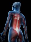 Женская мускулатура спины, компьютерная иллюстрация . — стоковое фото