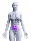 Жіночий силует з видимим тонкого кишечника, цифрова ілюстрація. — стокове фото