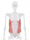 Esqueleto humano con rojo detallado Músculo oblicuo externo, ilustración digital . - foto de stock