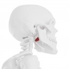 Calavera humana con rojo detallado Músculo pterigoideo interno, ilustración digital
. - foto de stock