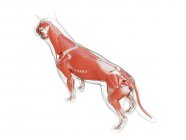 Dog silhouette with visible musculature on white background, digital illustration. — Stock Photo