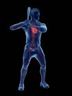 Анатомия бейсболиста с видимым сердцем, компьютерная иллюстрация . — стоковое фото