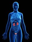 Жіноча сечова система, анатомічна цифрова ілюстрація. — стокове фото