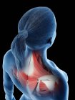 Anatomia e musculatura das costas femininas, ilustração computacional . — Fotografia de Stock