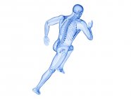 Скелет в силуэт тела бегуна в действии, компьютерная иллюстрация . — стоковое фото