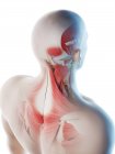 Male back, neck and head muscles, computer illustration. — Stock Photo