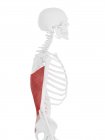 Menschliches Skelett mit detailliertem rotem Latissimus dorsi Muskel, digitale Illustration. — Stockfoto