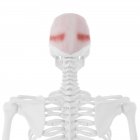 Людський скелет з деталізованим червоним м'язами Frontalis, цифрова ілюстрація . — стокове фото