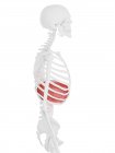 Diaphragme dans le corps du squelette humain, illustration numérique . — Photo de stock