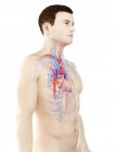 Silhouette del corpo maschile che mostra l'anatomia del cuore, illustrazione del computer . — Foto stock