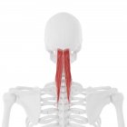 Menschliches Skelett mit rot gefärbtem Muskel Semispinalis capitis, digitale Illustration. — Stockfoto