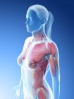 Anatomie et musculature du haut du corps féminin, illustration par ordinateur . — Photo de stock
