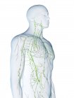 Corpo maschile astratto con sistema linfatico visibile, illustrazione digitale . — Foto stock