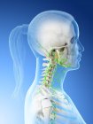 Seitenansicht des weiblichen Lymphsystems von Kopf und Hals, digitale Illustration. — Stockfoto