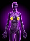 Female silhouette showing breast anatomy, digital illustration. — Stock Photo