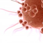 Ilustración conceptual digital de la fertilización de óvulos con espermatozoides
. - foto de stock