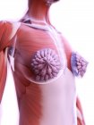 Anatomie des implants mammaires dans le corps féminin Modèle 3D, illustration numérique
. — Photo de stock