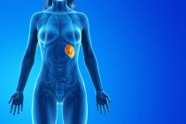 Transparent female body silhouette with yellow colored spleen, digital illustration. — Stock Photo