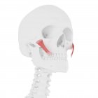 Modello di scheletro umano con dettagliato muscolo principale di Zygomaticus, illustrazione del computer . — Foto stock